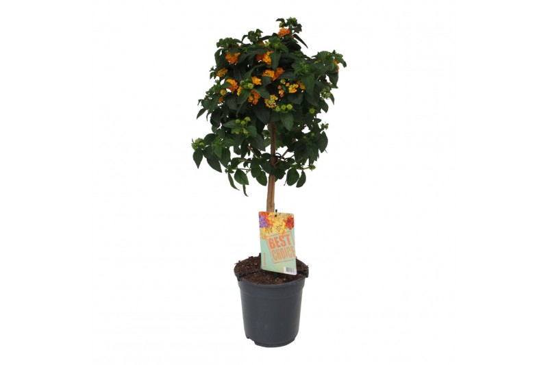 Lantana camara oranje op stam 