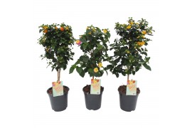 Lantana camara mix op stam
