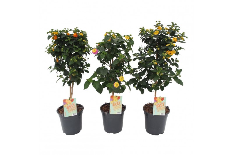 Lantana camara mix op stam 