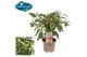 Capsicum annuum peper pick&joy hot chili fiësta 