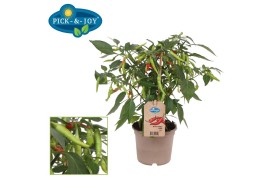 Capsicum annuum peper pick&joy hot chili fiësta