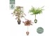 Acer palmatum mix 40 cm cm stam,3 kleuren per cc 
