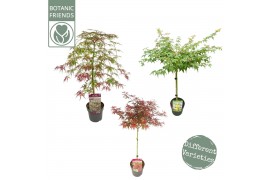 Acer palmatum mix 40 cm cm stam,3 kleuren per cc