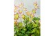 Acer palmatum mix 40 cm cm stam,3 kleuren per cc 