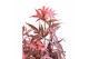 Acer palmatum mix 40 cm cm stam,3 kleuren per cc 