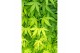 Acer palmatum mix 40 cm cm stam,3 kleuren per cc 