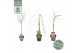Acer palmatum mix 40 cm cm stam,3 kleuren per cc 