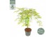 Acer palmatum dissectum 