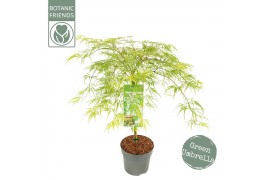 Acer palmatum dissectum