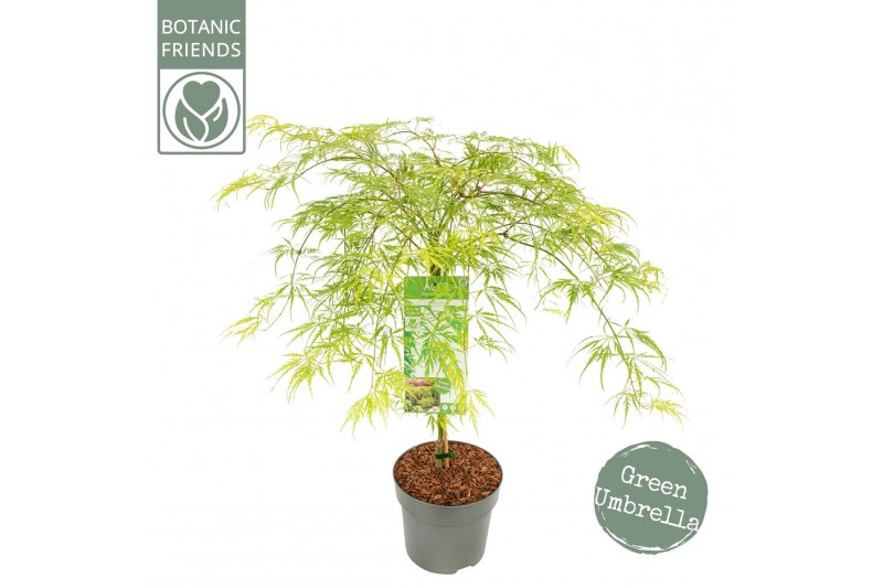 Acer palmatum dissectum 