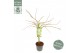 Acer palmatum dissectum 