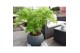 Acer palmatum dissectum 