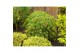 Acer palmatum dissectum 