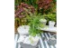 Acer palmatum dissectum 