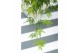 Acer palmatum dissectum 