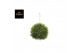 Tillandsia magic ball xxl jumbo 