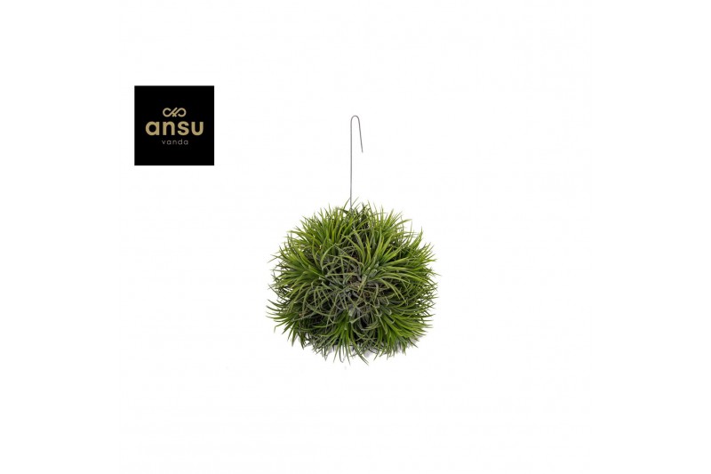 Tillandsia magic ball xxl jumbo 