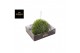 Tillandsia magic ball xxl jumbo 