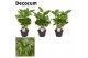 Coffea arabica decorum 