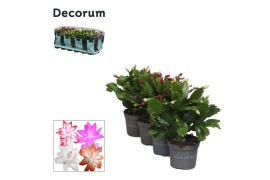 Schlumbergera mix decorum