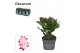 Schlumbergera rood decorum 