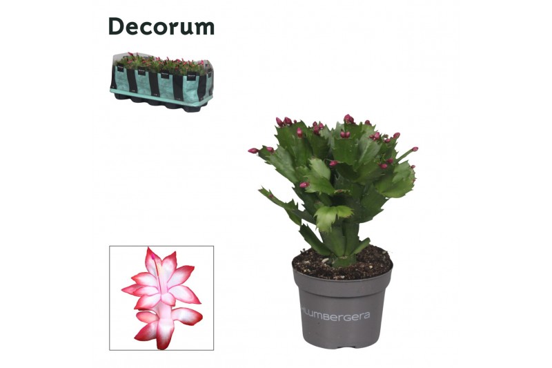 Schlumbergera rood decorum 
