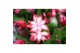 Schlumbergera rood decorum 