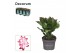 Schlumbergera rood decorum 