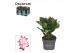 Schlumbergera rood decorum 