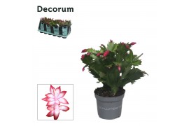 Schlumbergera zaraika Schlumbergera - 9 cm - Red (Exotic) - Decorum 30