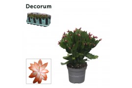 Schlumbergera oranje decorum