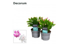Schlumbergera mix decorum in hoes