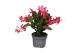 Schlumbergera rood decorum met hoes 