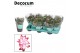 Schlumbergera rood decorum met hoes 