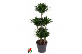 Dracaena fragr. compacta 90-carrousel