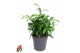 Dracaena surculosa bush 