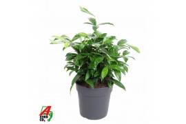 Dracaena surculosa bush
