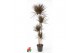 Dracaena marg. magenta 120-90-60-30 