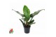 Philodendron imperial green 