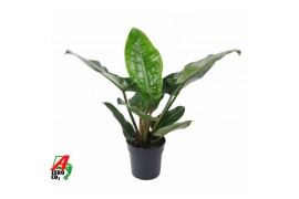Philodendron imperial green