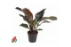 Philodendron imperial red 