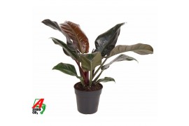 Philodendron imperial red