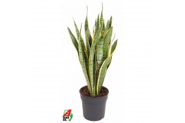 Sansevieria trifasciata laurentii