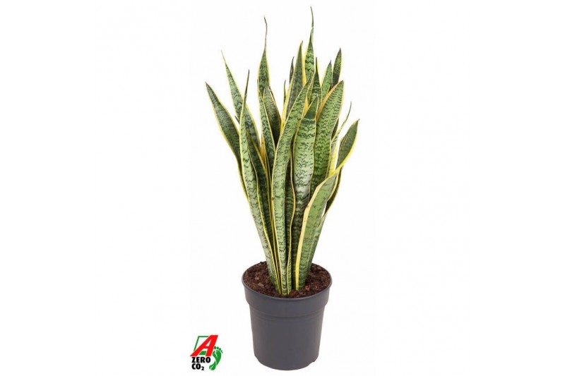 Sansevieria trifasciata laurentii 
