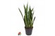 Sansevieria zeylanica 