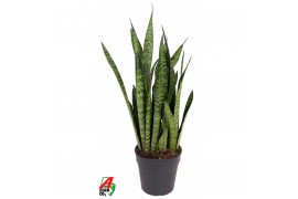 Sansevieria zeylanica