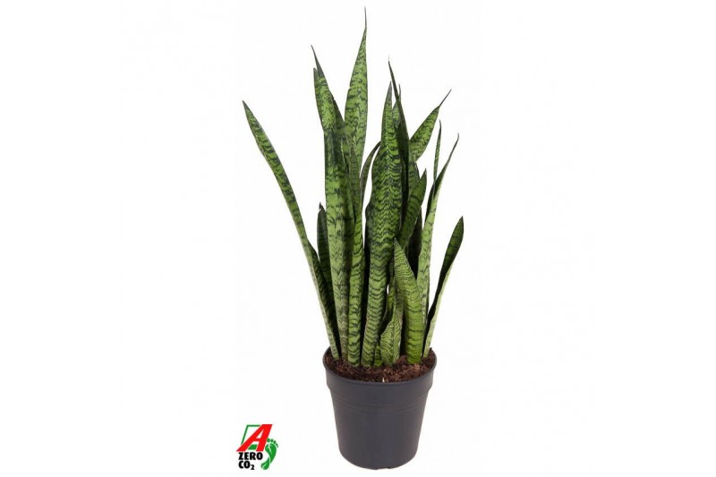 Sansevieria zeylanica 