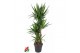 Yucca 120-90-60-30 