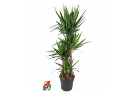Yucca 120-90-60-30