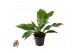 Anthurium ellipticum jungle bush 